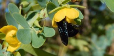 Abejorros hembras visitando flores de Chamaecrista latistipula en estado silvestre. El insecto hace vibrar las partes internas de la flor para extraer granos de polen ricos en proteínas, que se lleva para alimentar a las larvas de la colonia.