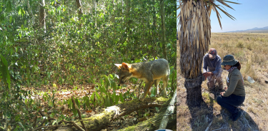 Fotografía de zorra gris (Urpcyon cinereoargenteus) y del monitoreo con fototrampeo.