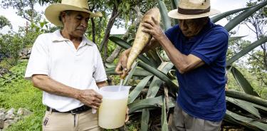 Proceso del pulque.