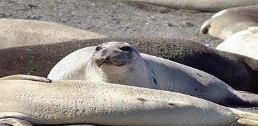 Hembra adulta en el Archipiélago de San Benito, Baja California, México.