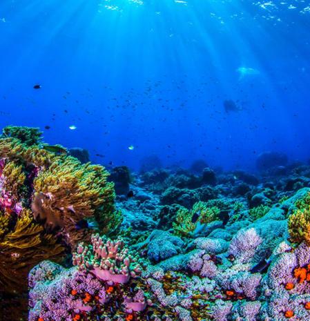 SCJN analizará si la ampliación del Puerto de Veracruz dañará arrecife coral