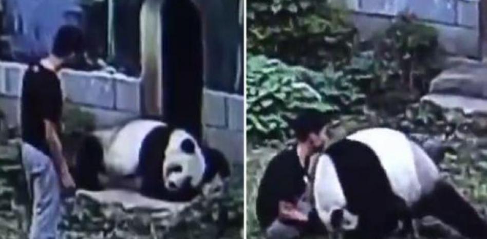 Un oso panda ataca a un veinteañero chino que quería abrazarle