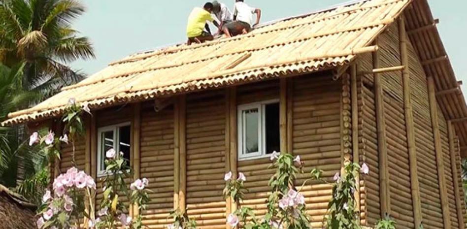 Estudian propiedades del bambú para construir casas