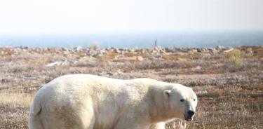 Si el verano ártico se alarga, los osos polares corren el riesgo de morir