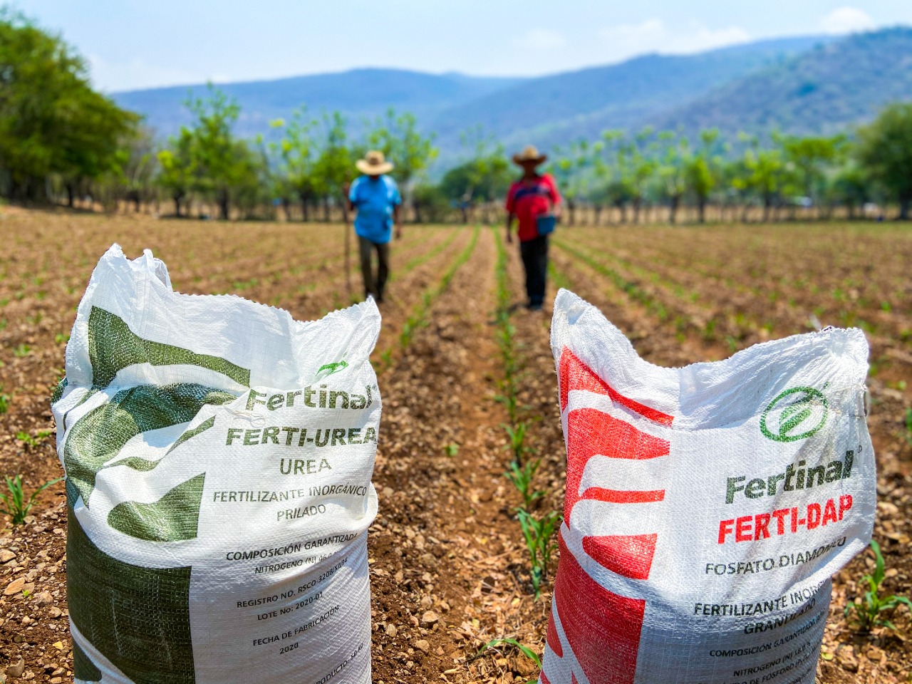 Gobierno federal garantiza entrega de fertilizantes ante desabasto por